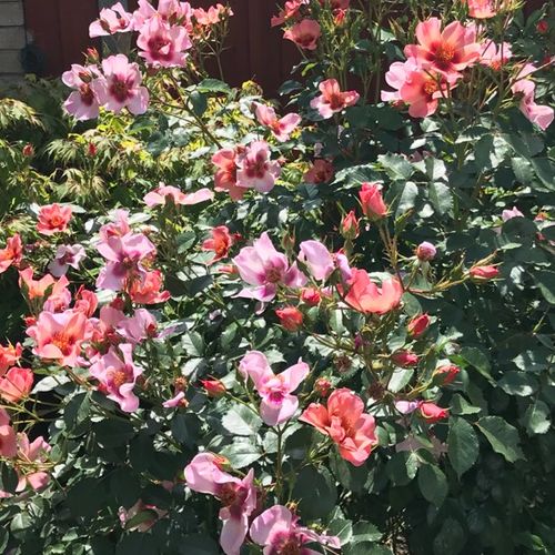 Roz - Trandafir copac cu trunchi înalt - cu flori simpli - coroană tufiș